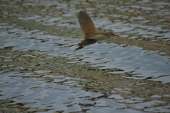 クイナの飛翔。