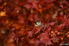秋を楽しむ雀