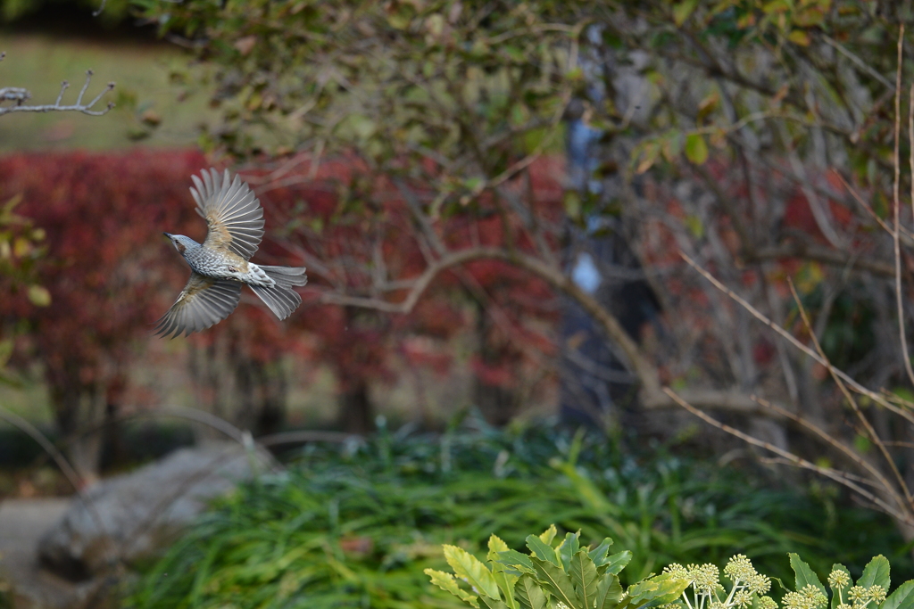 ヒヨドリの飛翔