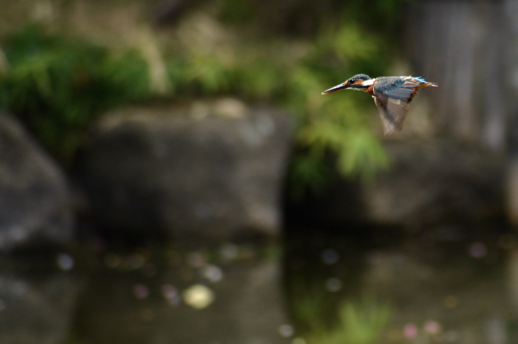 カワセミの若