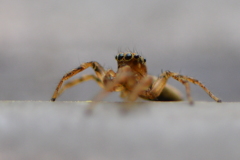 どの目にピントあわせれば？