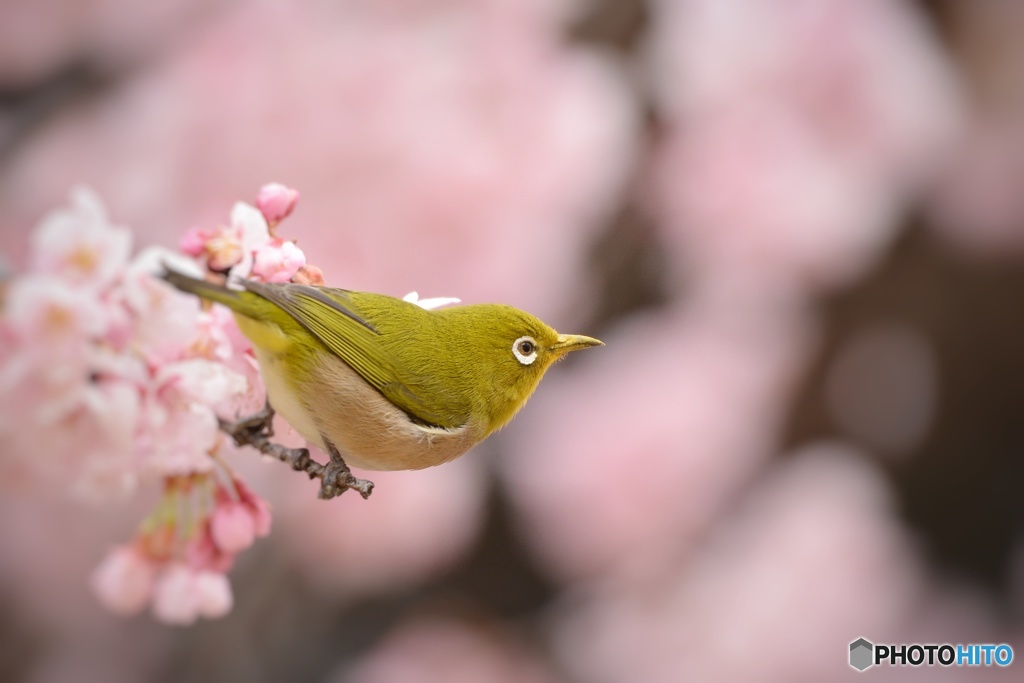 河津桜にメジロ