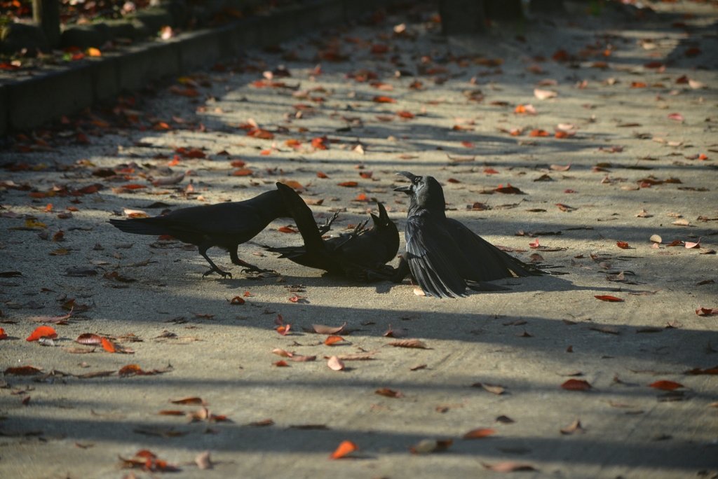 カラスのリンチ