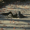 カラスのリンチ