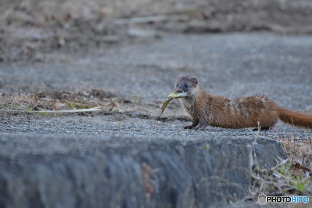 お魚くわえたイタチ