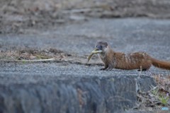 お魚くわえたイタチ