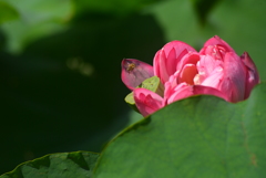 何か甘い匂いがするぞ