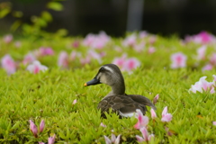 カモ、ツツジにとまりました❗