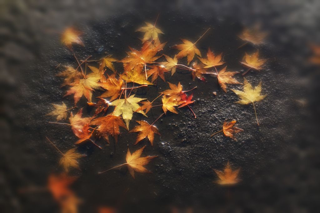 晩秋　－End of Autumn