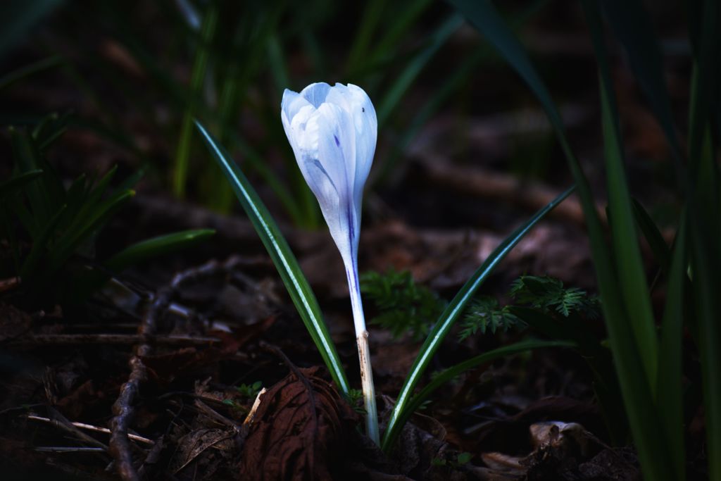 Sign of Spring