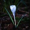 Sign of Spring