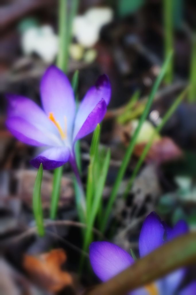 Crocus