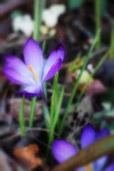 Crocus