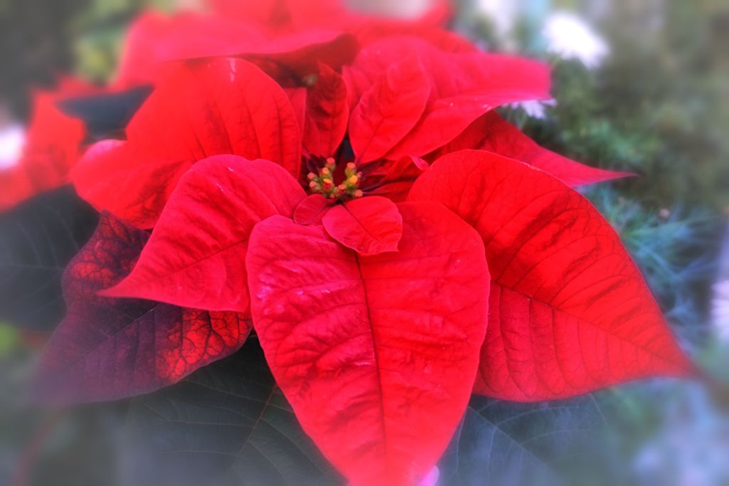 Poinsettia