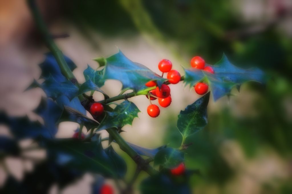 Holly　ヒイラギ
