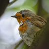 Rob the Robin