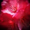 英語で書くのが面倒な花