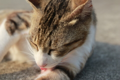 ぺろぺろ