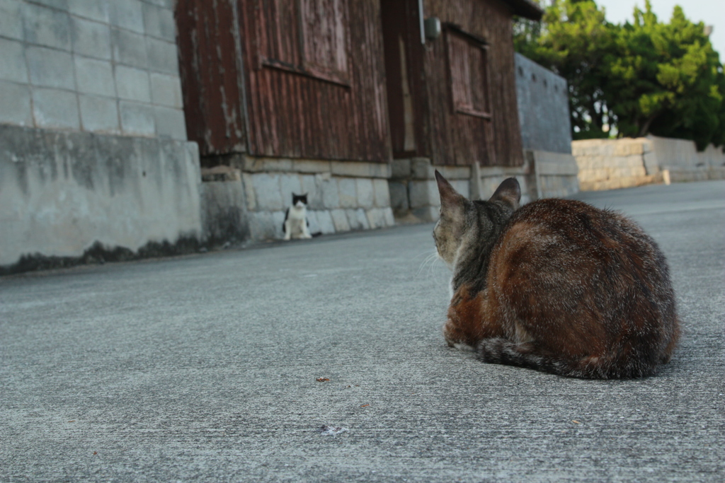 猫の距離