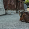 猫の距離