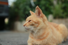 黄昏のねこ