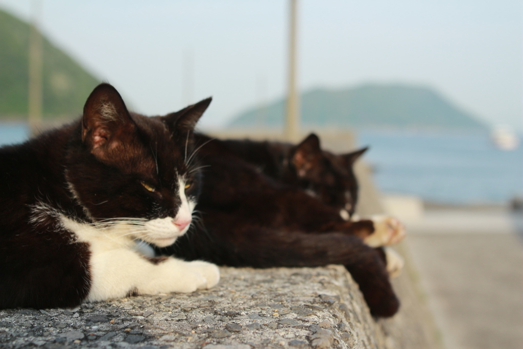 ウトウトもする。