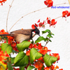 Red-whiskered Bulbul