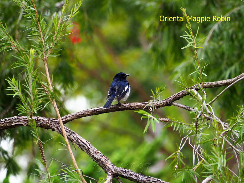 Oriental Magpie Robin