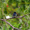 Oriental Magpie Robin