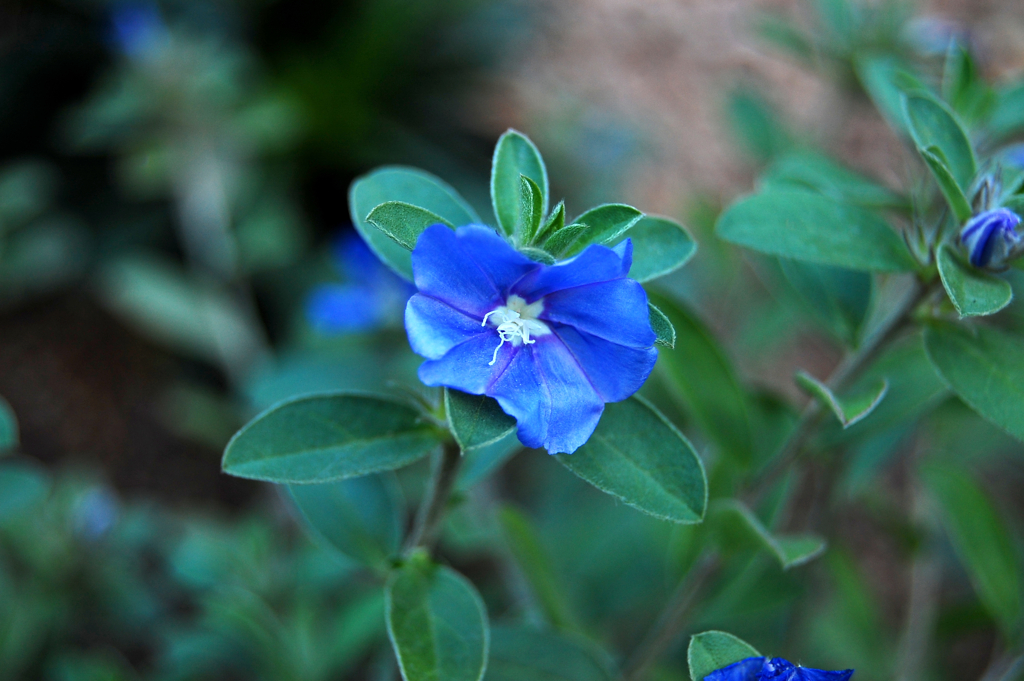 散歩の途中で見つけたお花たち　－0４