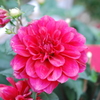 クローズアップ(花）・001