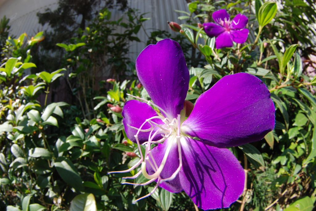 紫紺野牡丹（シコンノボタン）
