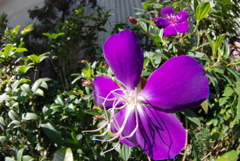 紫紺野牡丹（シコンノボタン）