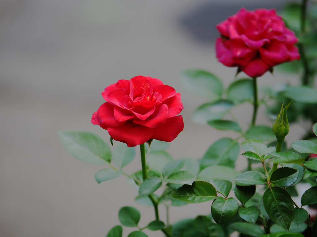薔薇