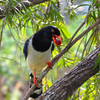 Blue Magpie