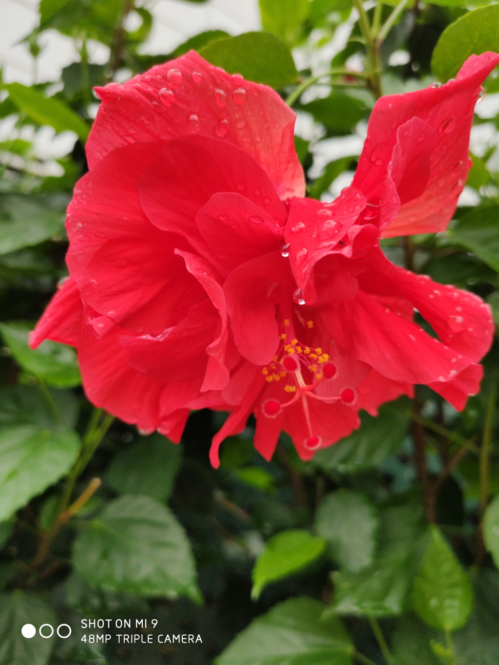 IMG_20190527_172301