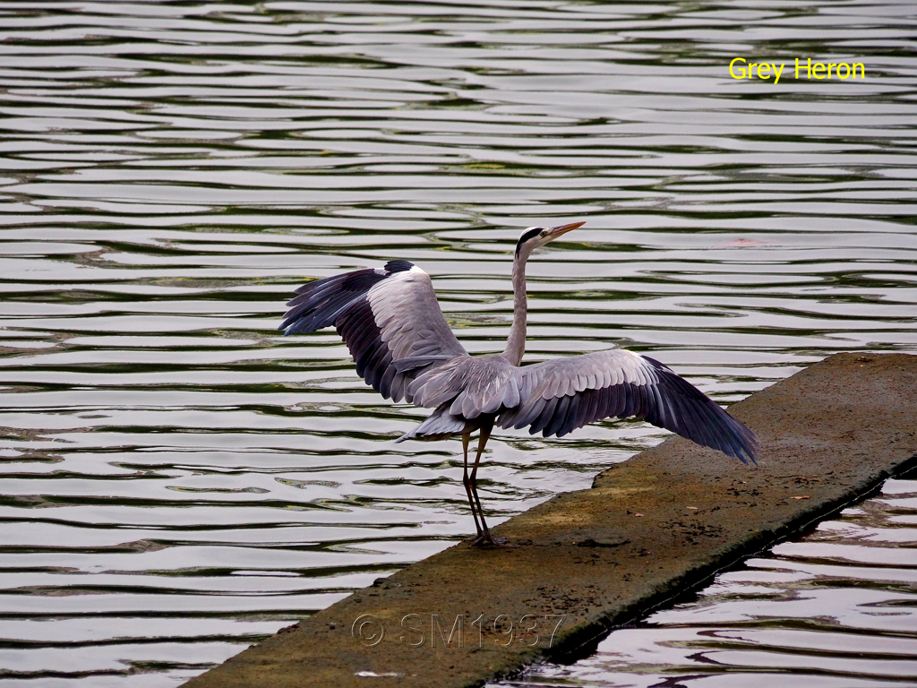 Grey Heron