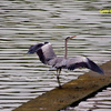 Grey Heron