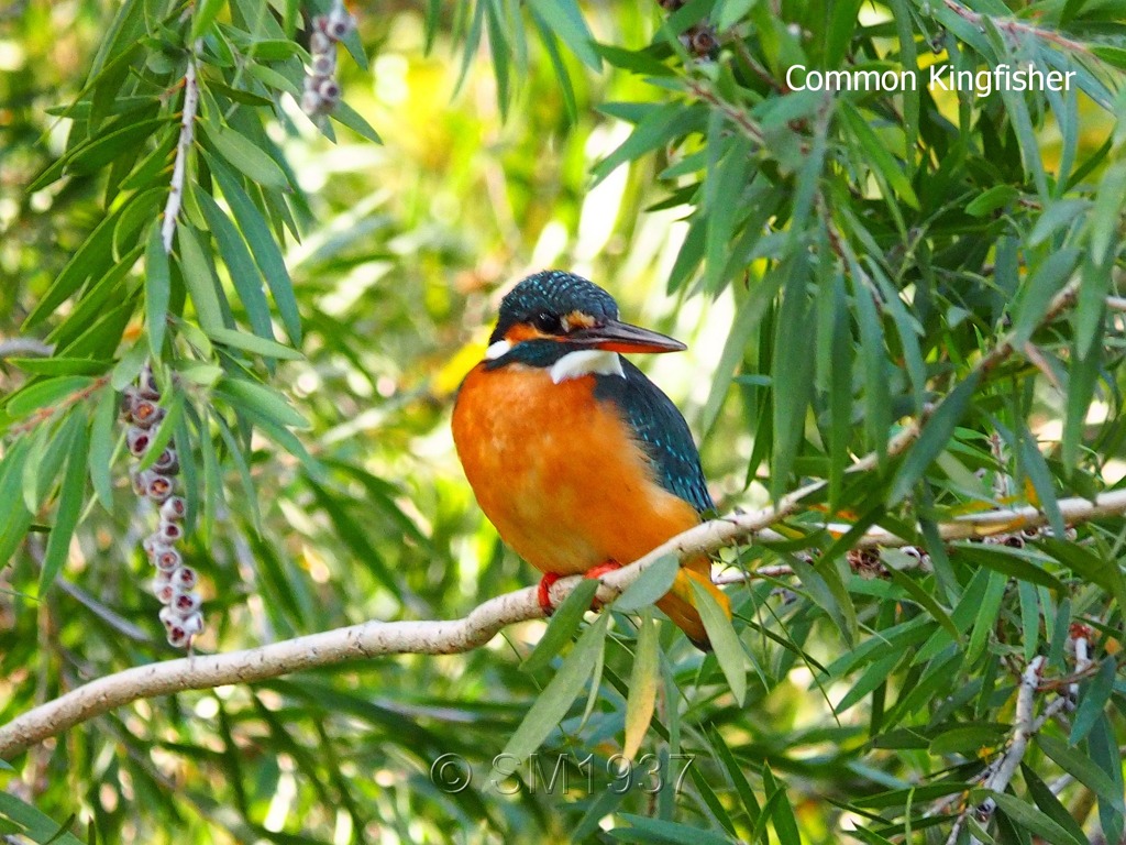 Common Kingfisher