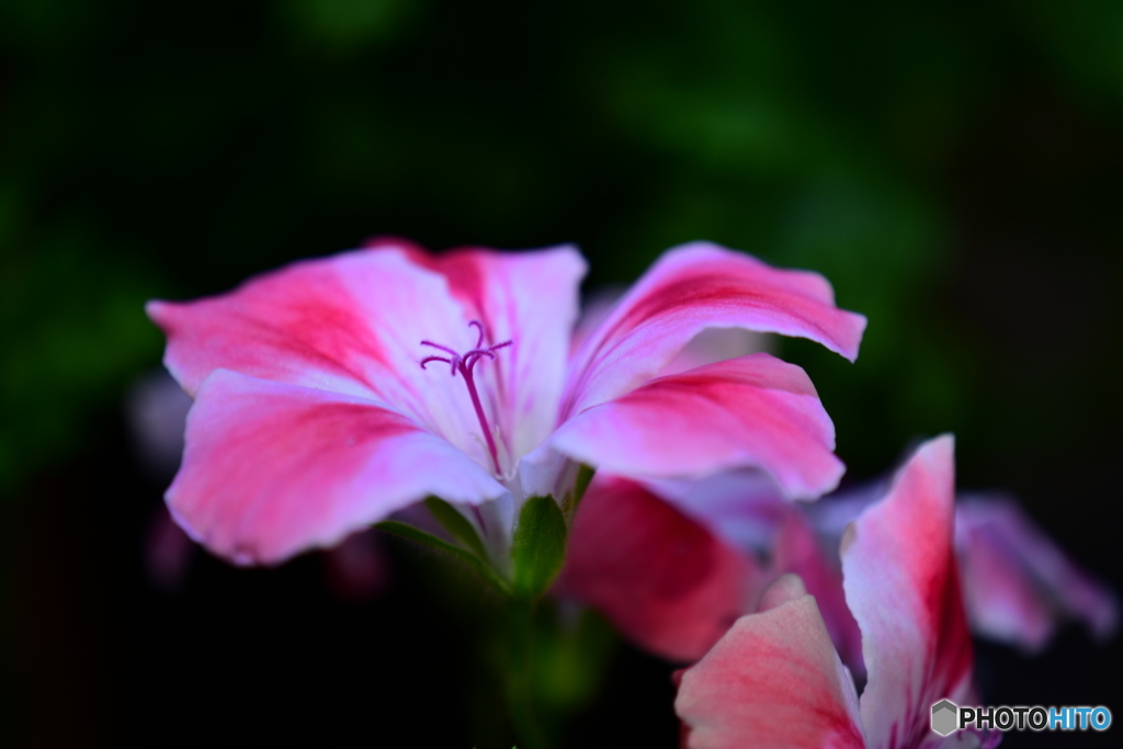 DSC_6104