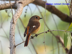 Daurian redstart (female)