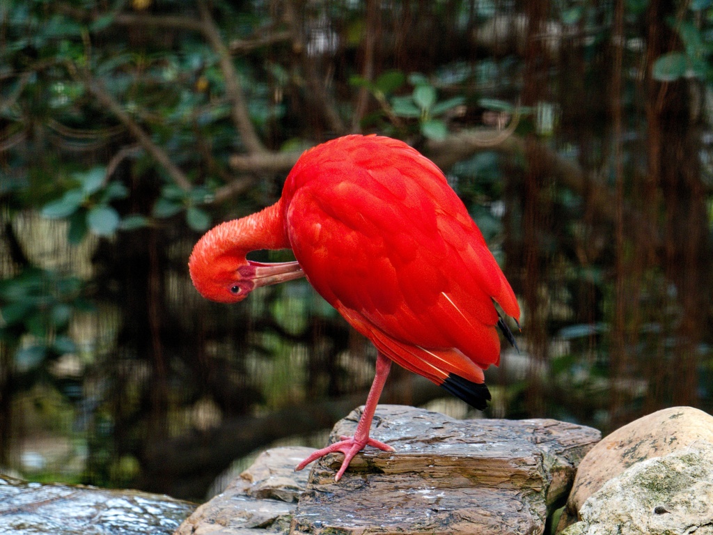 ショウジョウトキ