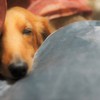 ダックスそら　寝ぼけ眼