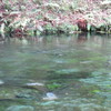 池山水源　湧水
