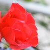 リゾラテラス天草の赤い薔薇