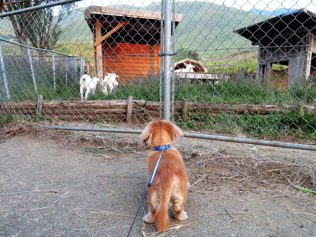 俵山交流館萌の里　そらとヤギ