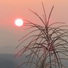 夕日とススキ