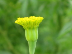 ヒゴダイ公園　マリーゴールド