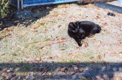 熊本城二の丸広場　黒猫