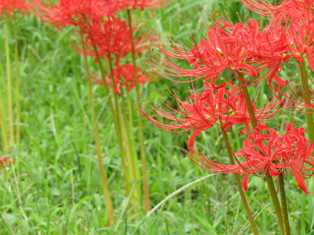 一心行公園　彼岸花